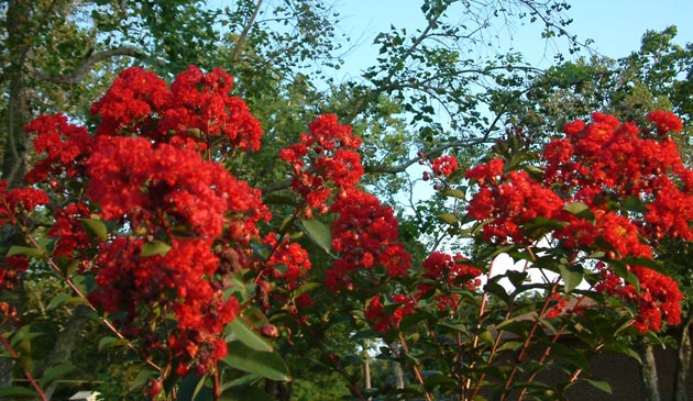crepe myrtle