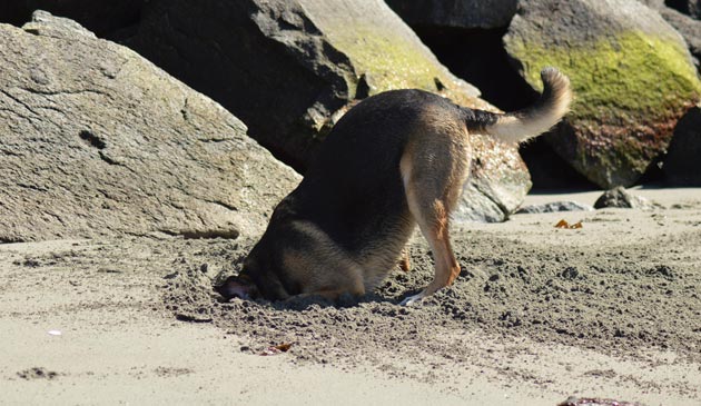 dog digging