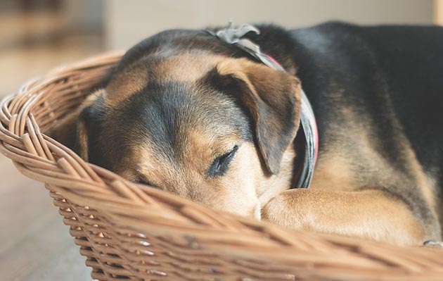 dog sleeping basket