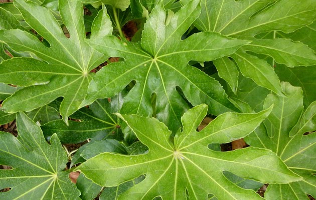 figleaf palm fatsia japonica