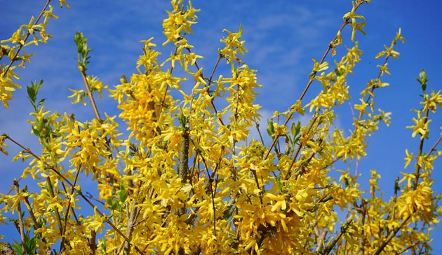 forsythia