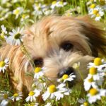 How to Create a Dog Friendly Garden