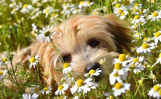 How to Create a Dog Friendly Garden