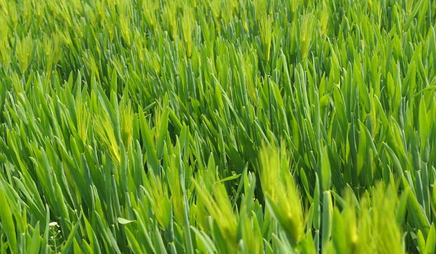 wheatgrass