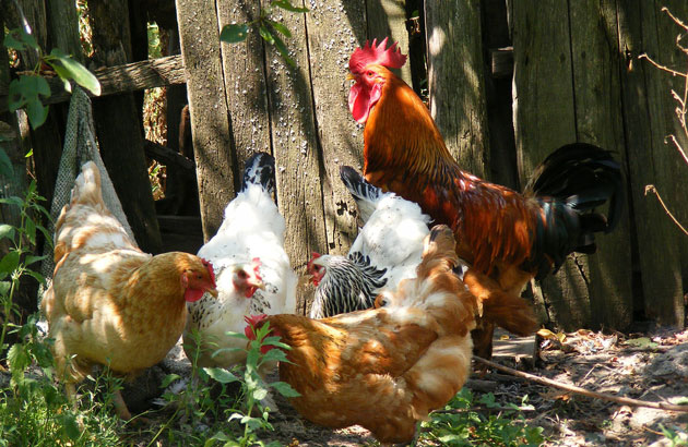 chicken in a garden
