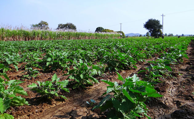eggplant field