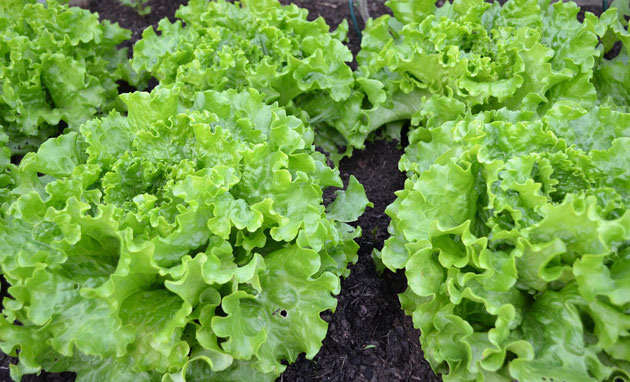 lettuce growing