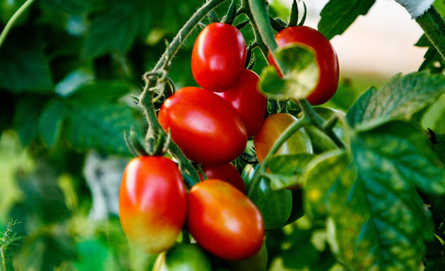 tomatoes growing