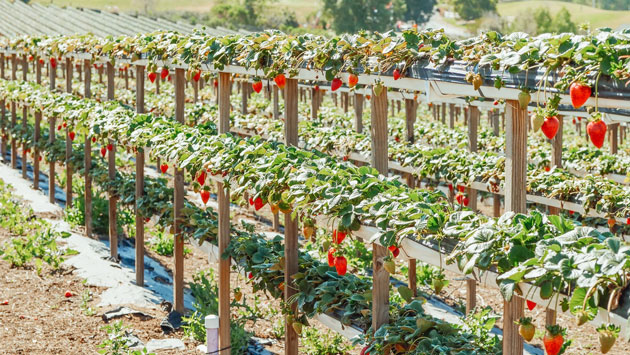 strawberries growing on trellis