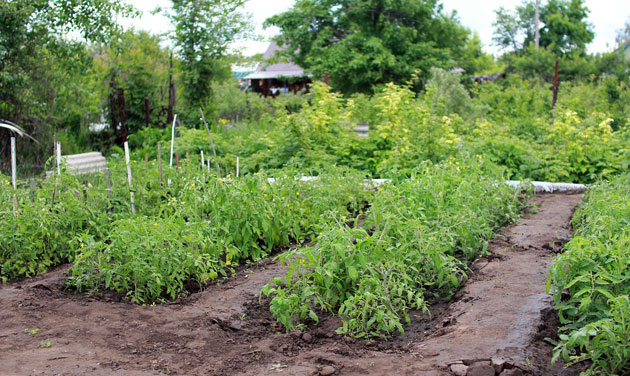 Growing an Organic Vegetable Garden All Year Round
