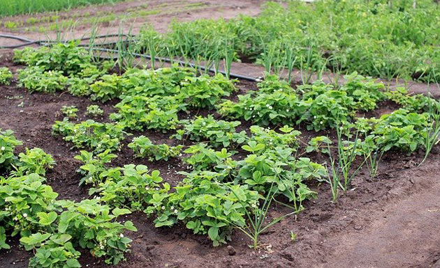 homestead vegetable plot
