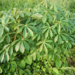 Growing Cassava at Home