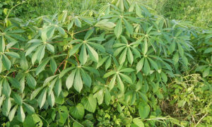 Growing Cassava at Home