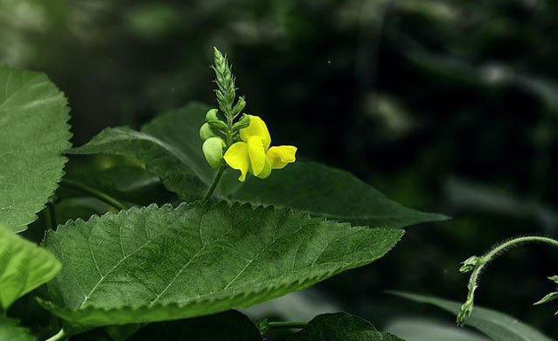 mung bean flower