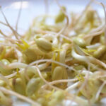 How to Grow Mung Beans Easily