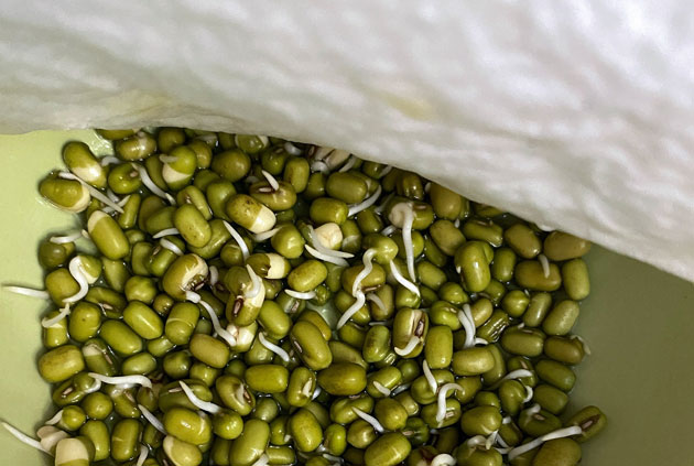mung beans sprouting