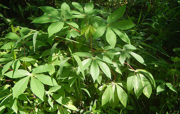 cassava for drought gardening