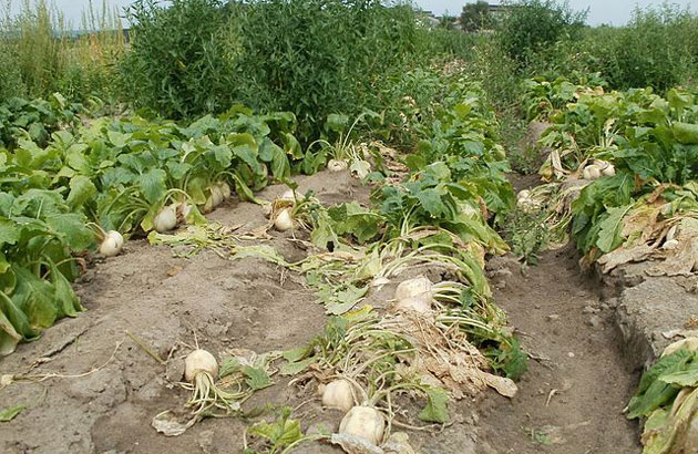 harvested white turnips