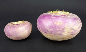 How to Grow Turnips Easily (Fuss Free Guide)