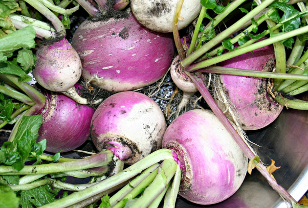 harvested turnips