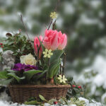 5 Pro Tips for January Gardening – Simplified