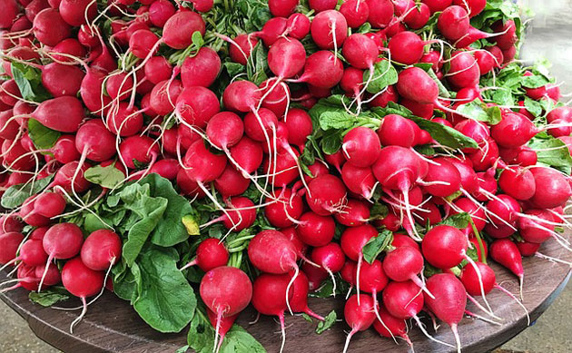 cherry belle radish harvest