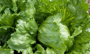 How to Grow Organic Lettuce Perfectly