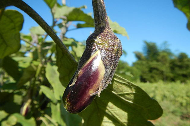 an eggplant developing