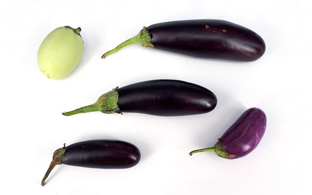 How to Grow Eggplant at Home Easily