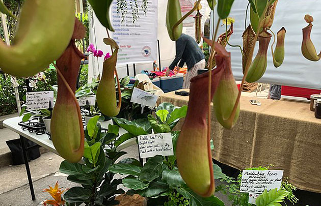 pitcher plants for sale