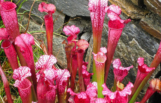sarracenia pitcher plants