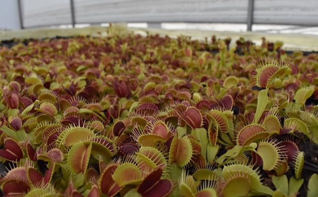 venus flytrap nursery
