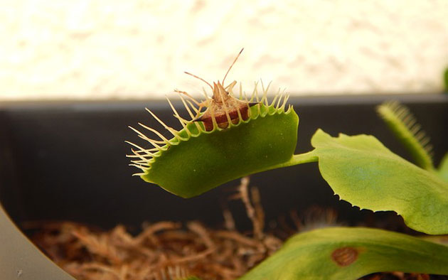 venus flytrap prey