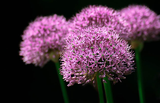 onion flowers