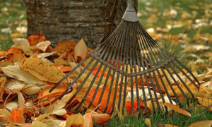 Fall Garden Cleanup Tips: Getting Your Garden Ready for winter