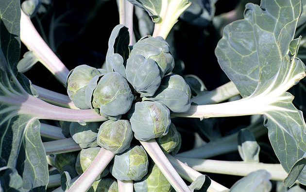 brussels sprouts