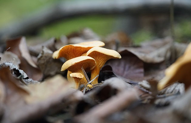 chanterelles mushrooms