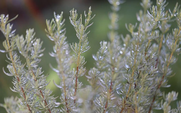 Foraging In November: Easy Tips for Harvesting Edible Plants and Fungi