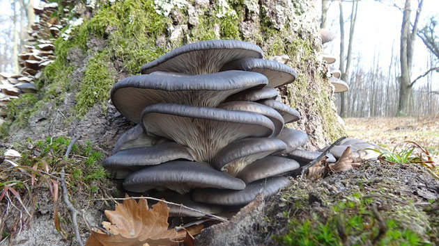 oyster mushrooms
