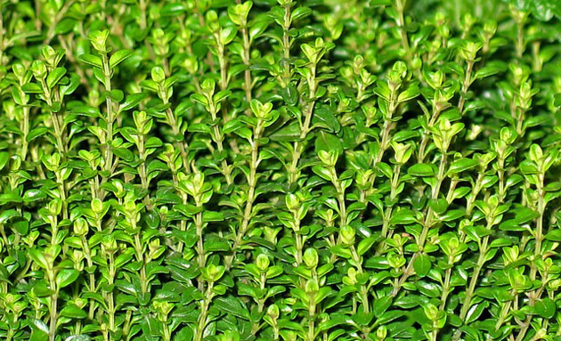 thyme herb