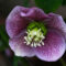 Growing Hellebores: Easy How To Guide