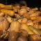 How to Grow Squash at Home – Made Simple