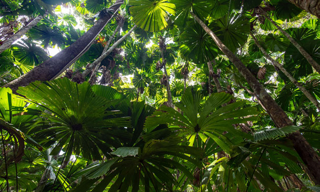 licuala palm forest