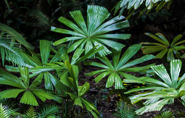 licuala fan palms