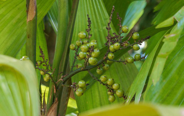 licuala palm fruits