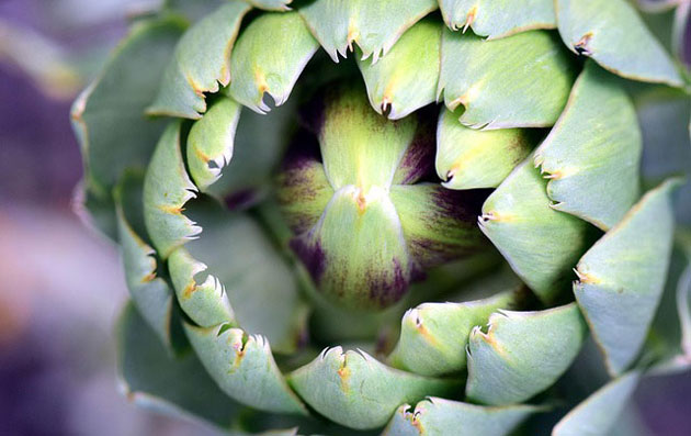 artichoke bulb