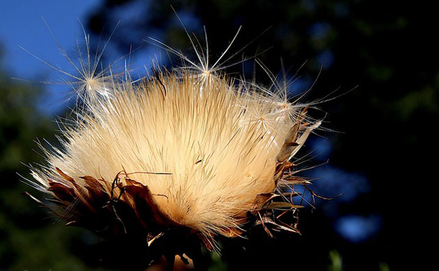 artichoke faded flower
