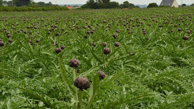 artichoke field