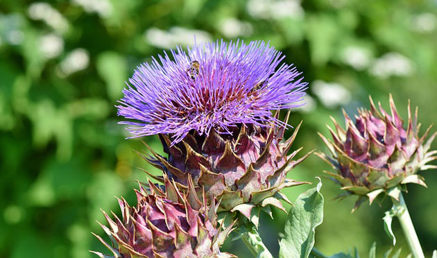 artichoke flower