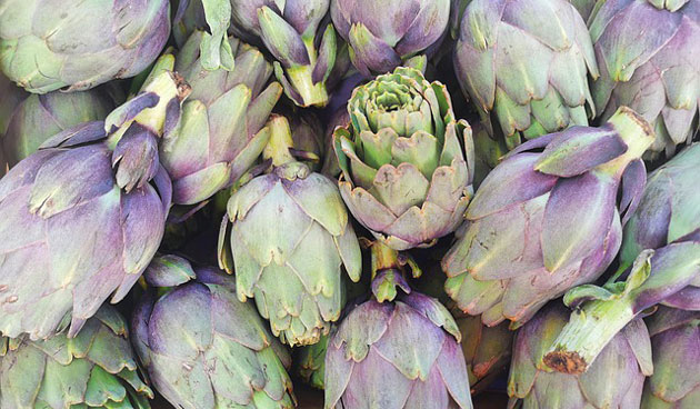 artichoke harvest